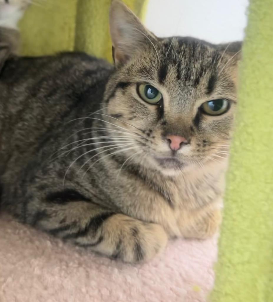 Enlarge Mandy, a Adoptable mixed breed in North Vernon, IN image 3/3