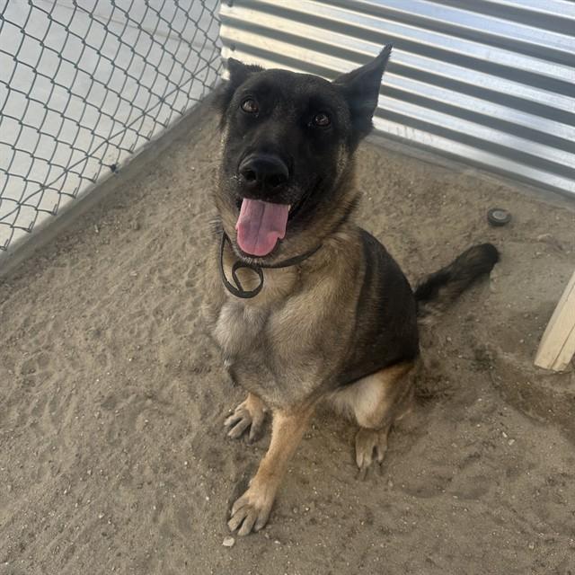 SALLY, Adoptable, Adult Female Belgian Shepherd / Malinois & Mixed Breed.