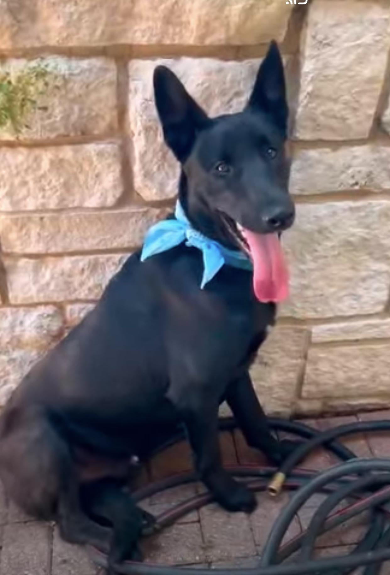 Eclipse, adopted, Young Male German Shepherd Dog.