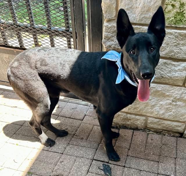 Eclipse, an adopted German Shepherd Dog in Rocky Hill , CT image 2/6