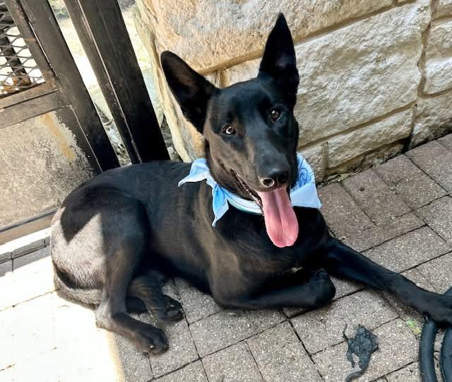 Eclipse, an adopted German Shepherd Dog in Rocky Hill , CT image 4/6