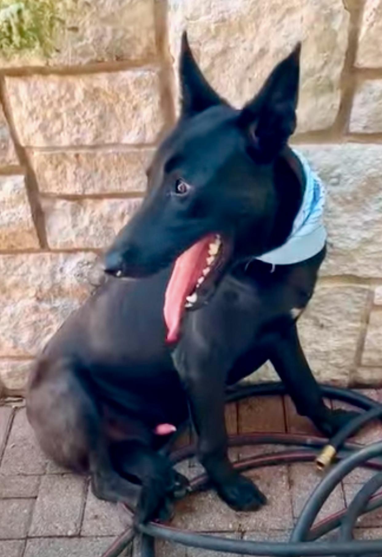 Eclipse, an adopted German Shepherd Dog in Rocky Hill , CT image 5/6