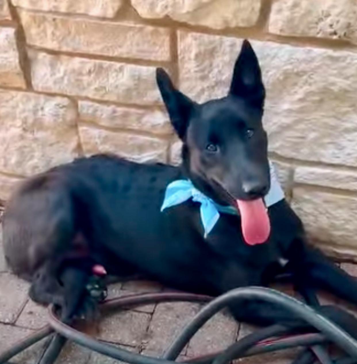 Eclipse, an adopted German Shepherd Dog in Rocky Hill , CT image 6/6
