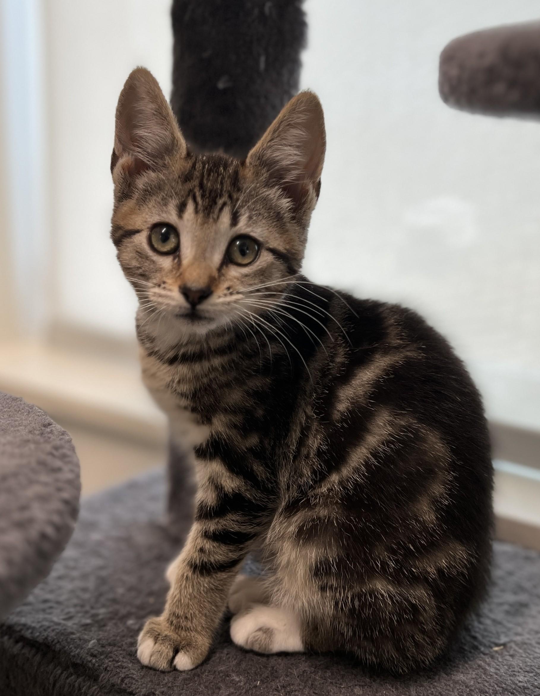 Enlarge Havarti, an adopted Domestic Short Hair in Waldport, OR image 1/1