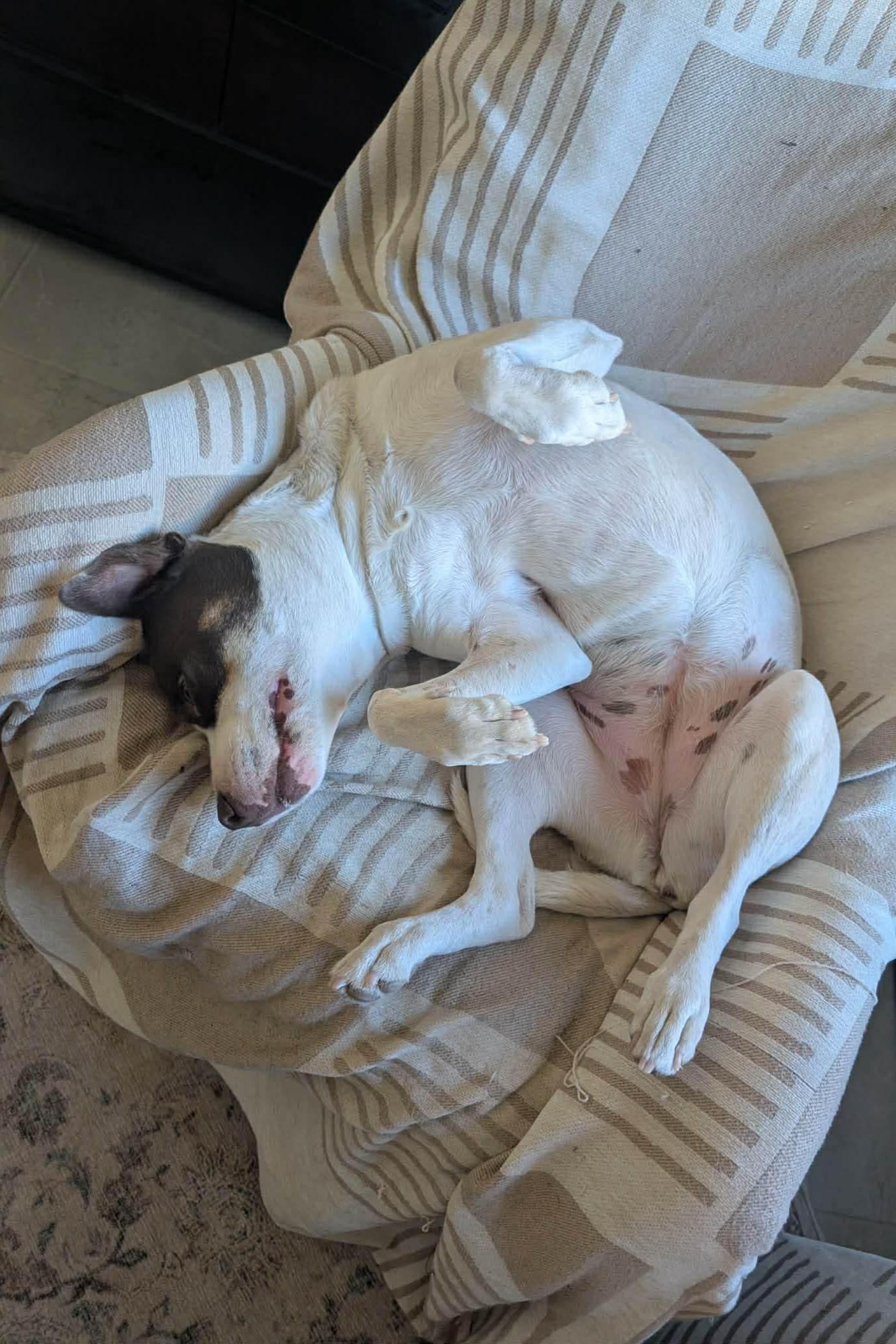 Flower, Adoptable, Adult Female Pit Bull Terrier.