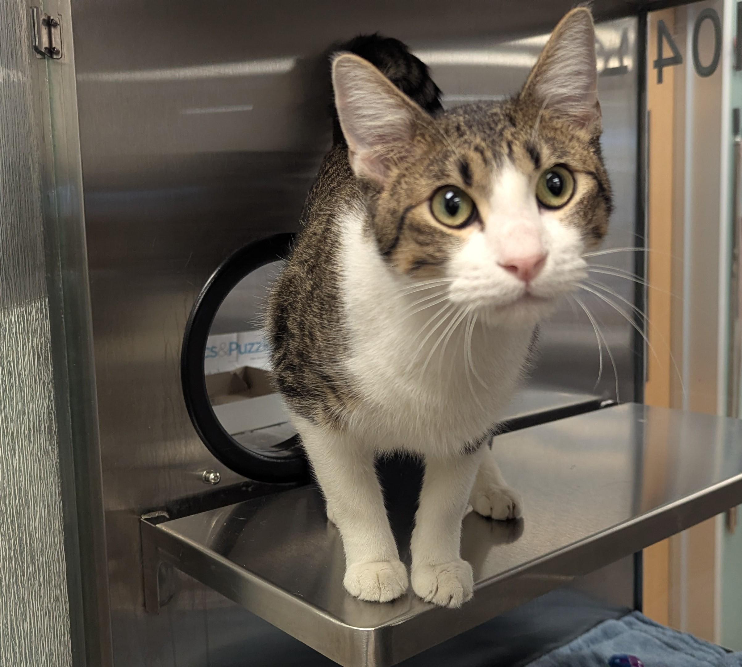 Enlarge Bill A215112, an adopted Domestic Short Hair in Plano, TX image 1/1