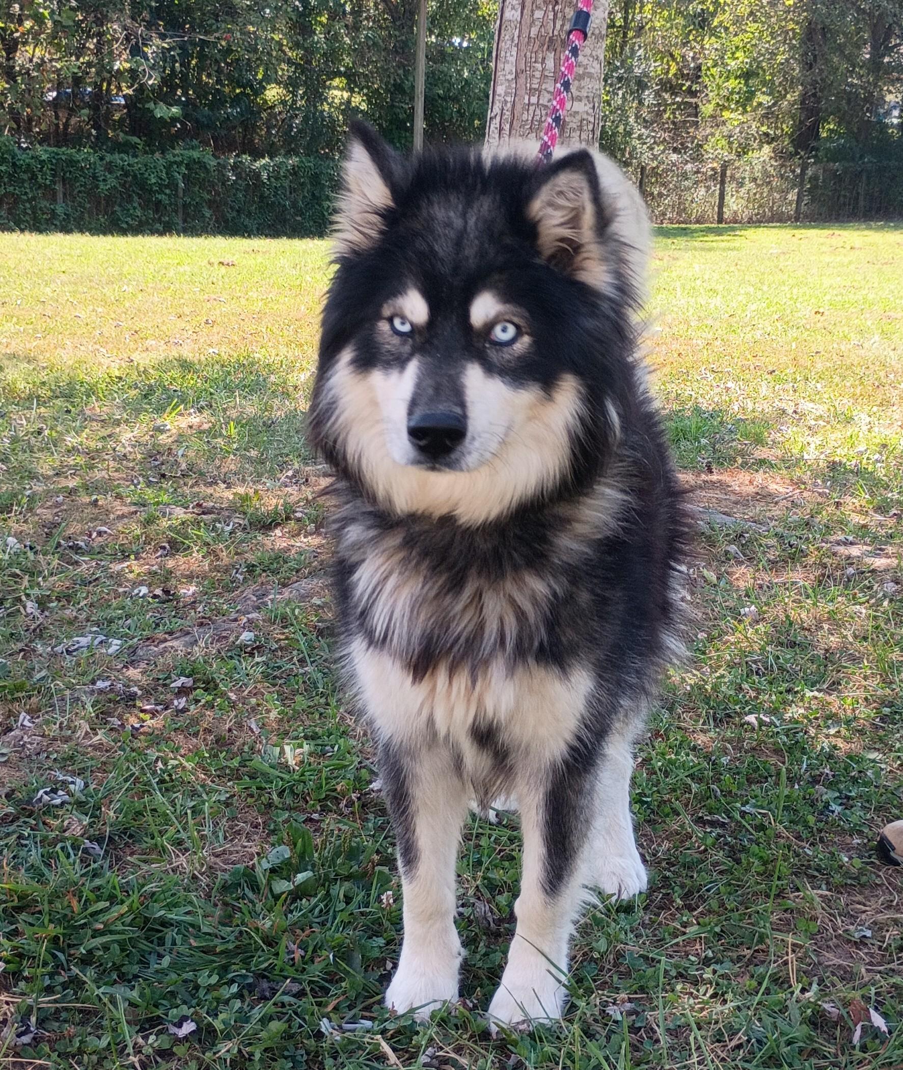 Enlarge Lil Joker, a Adoptable mixed breed in Maynardville, TN image 1/2