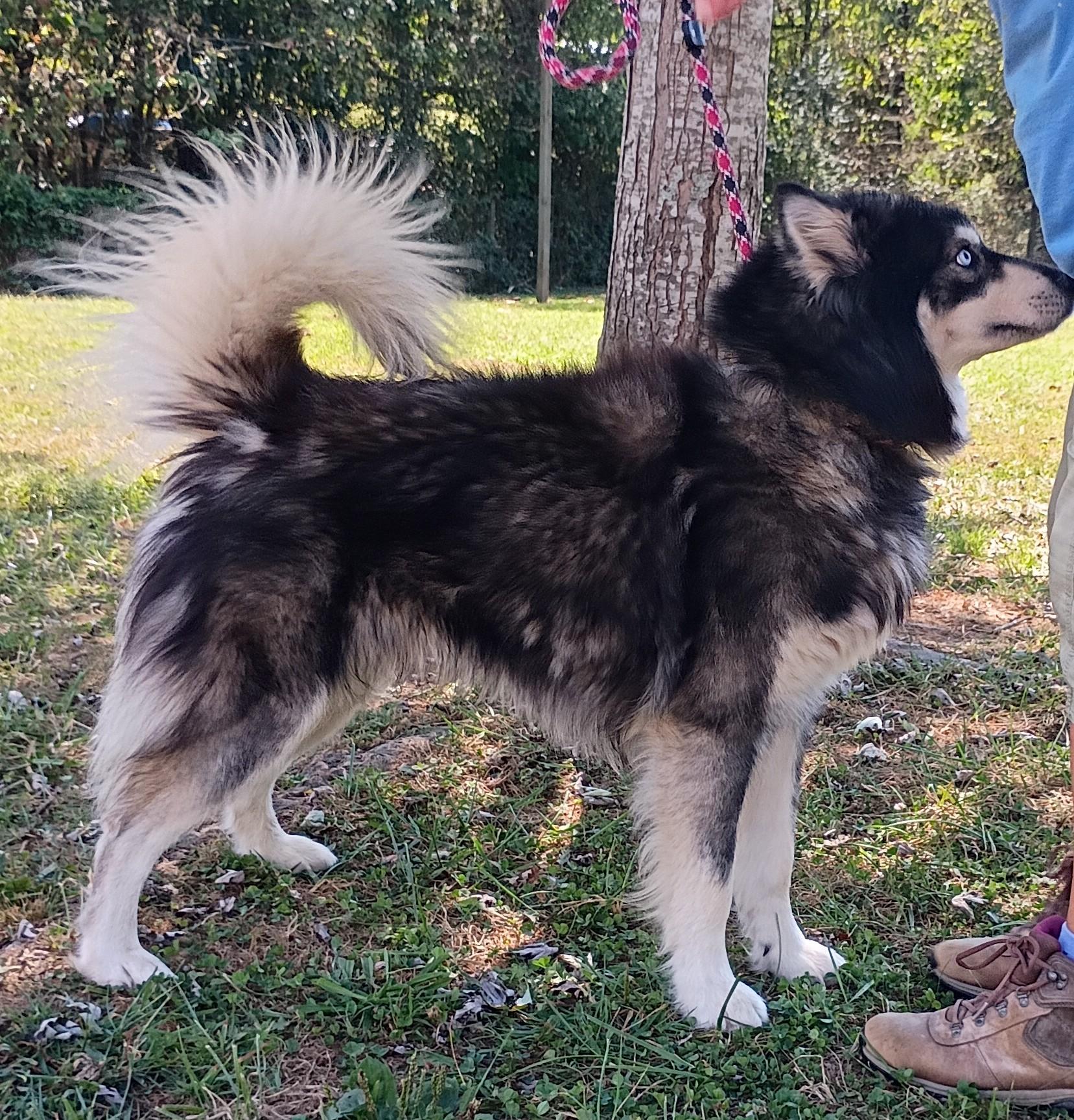 Enlarge Lil Joker, a Adoptable mixed breed in Maynardville, TN image 2/2