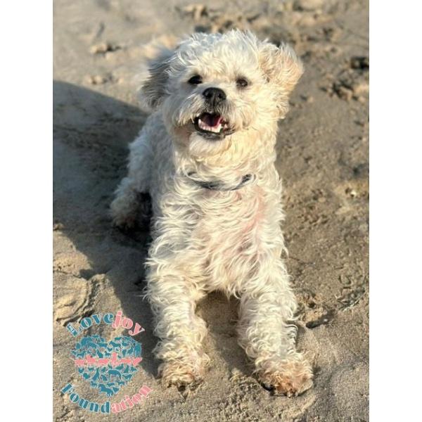 Gumbo, an adoptable Maltipoo in Inglewood, CA, 90301 | Photo Image 3