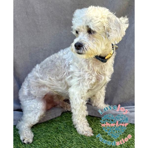 Gumbo, an adoptable Maltipoo in Inglewood, CA, 90301 | Photo Image 2