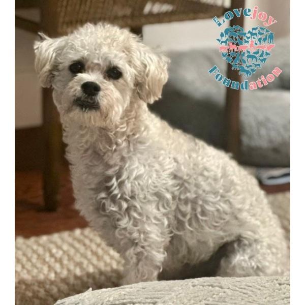 Gumbo, an adoptable Maltipoo in Inglewood, CA, 90301 | Photo Image 5