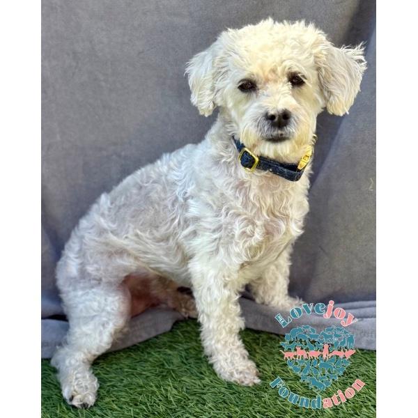 Gumbo, an adoptable Maltipoo in Inglewood, CA, 90301 | Photo Image 1