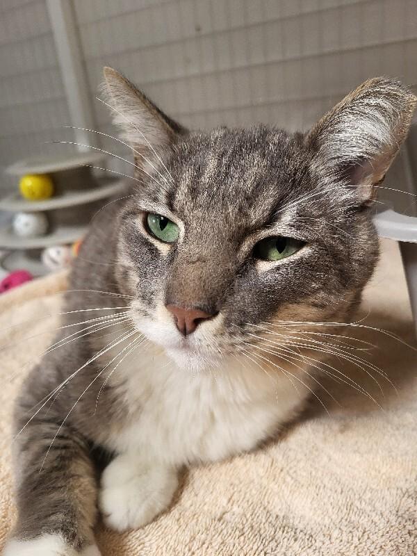 Lassen, Adoptable, Adult Male Domestic Short Hair.