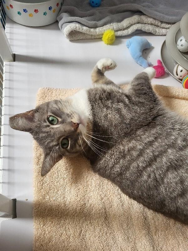 Enlarge Lassen, a Adoptable Domestic Short Hair in Diamond Springs, CA image 2/3