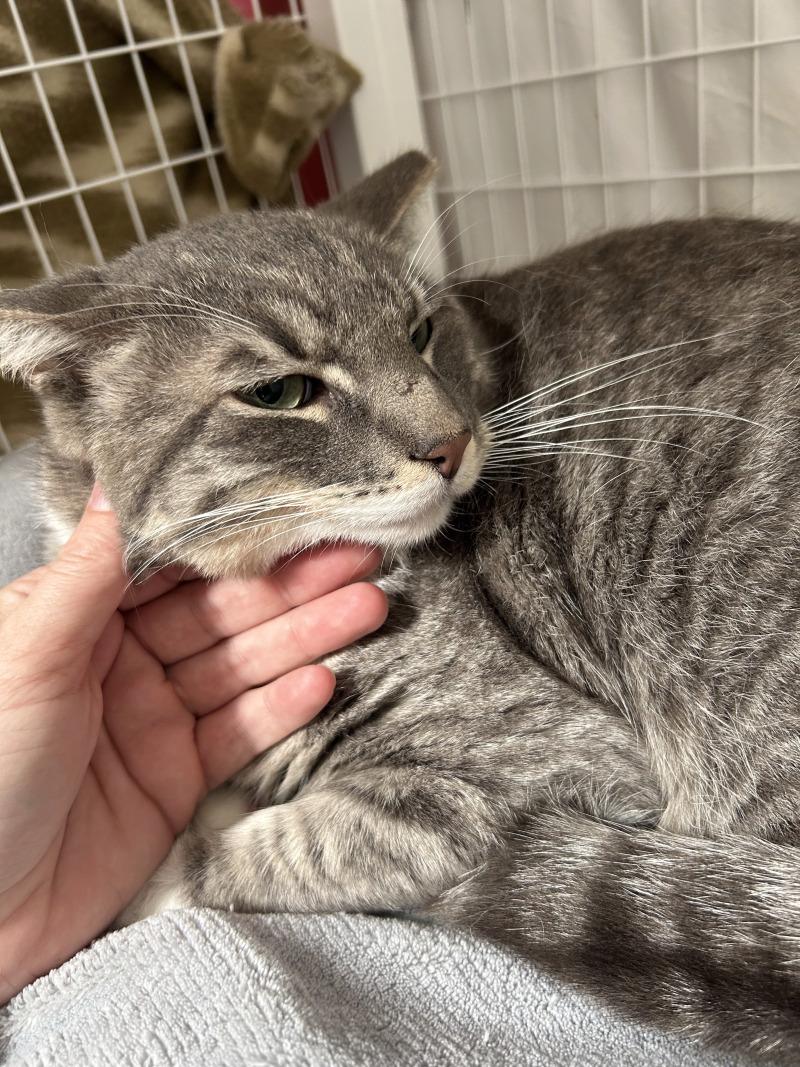 Enlarge Lassen, a Adoptable Domestic Short Hair in Diamond Springs, CA image 3/3