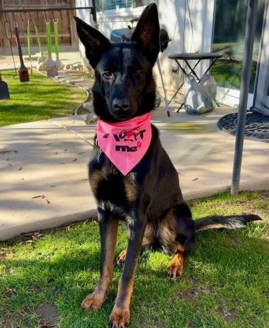 Indigo -- LONGTIME RESIDENT, adoptable, Adult Female Belgian Shepherd / Malinois.