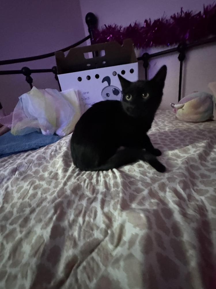 Pluto, Adopted, Kitten Male Domestic Short Hair.