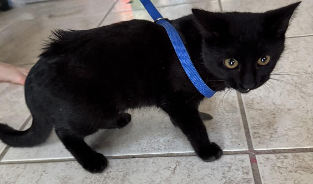 Enlarge Pluto, a Adopted Domestic Short Hair in Deltona, FL image 4/6