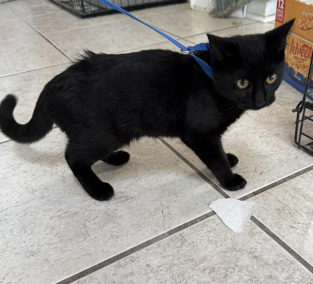 Enlarge Pluto, a Adopted Domestic Short Hair in Deltona, FL image 3/3