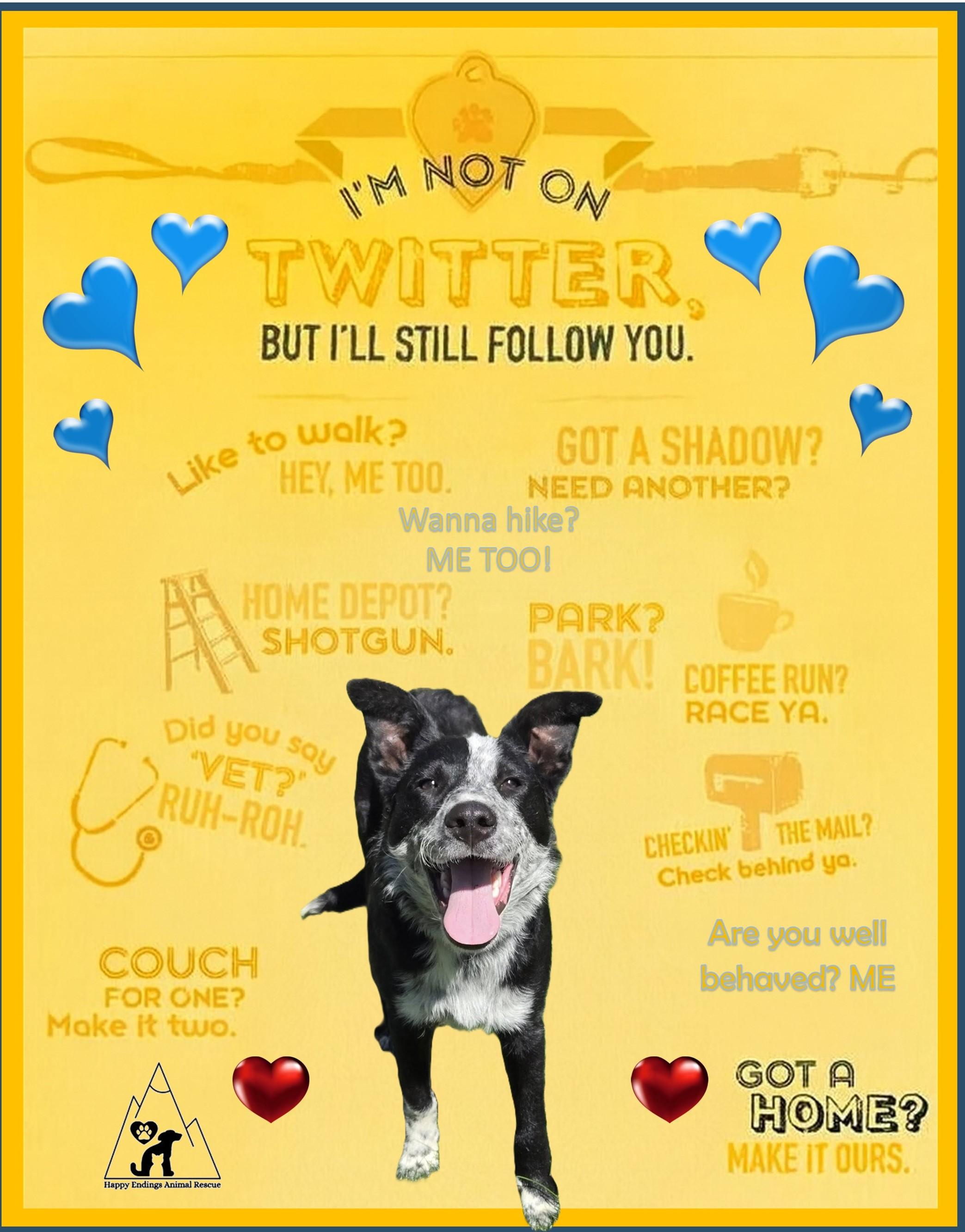 Enlarge Takota, an adoptable mixed breed in Pinedale, WY image 1/6