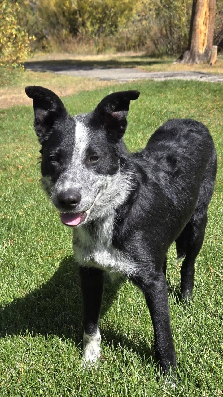 Takota, an adoptable Border Collie, Australian Cattle Dog / Blue Heeler in Pinedale, WY, 82941 | Photo Image 2