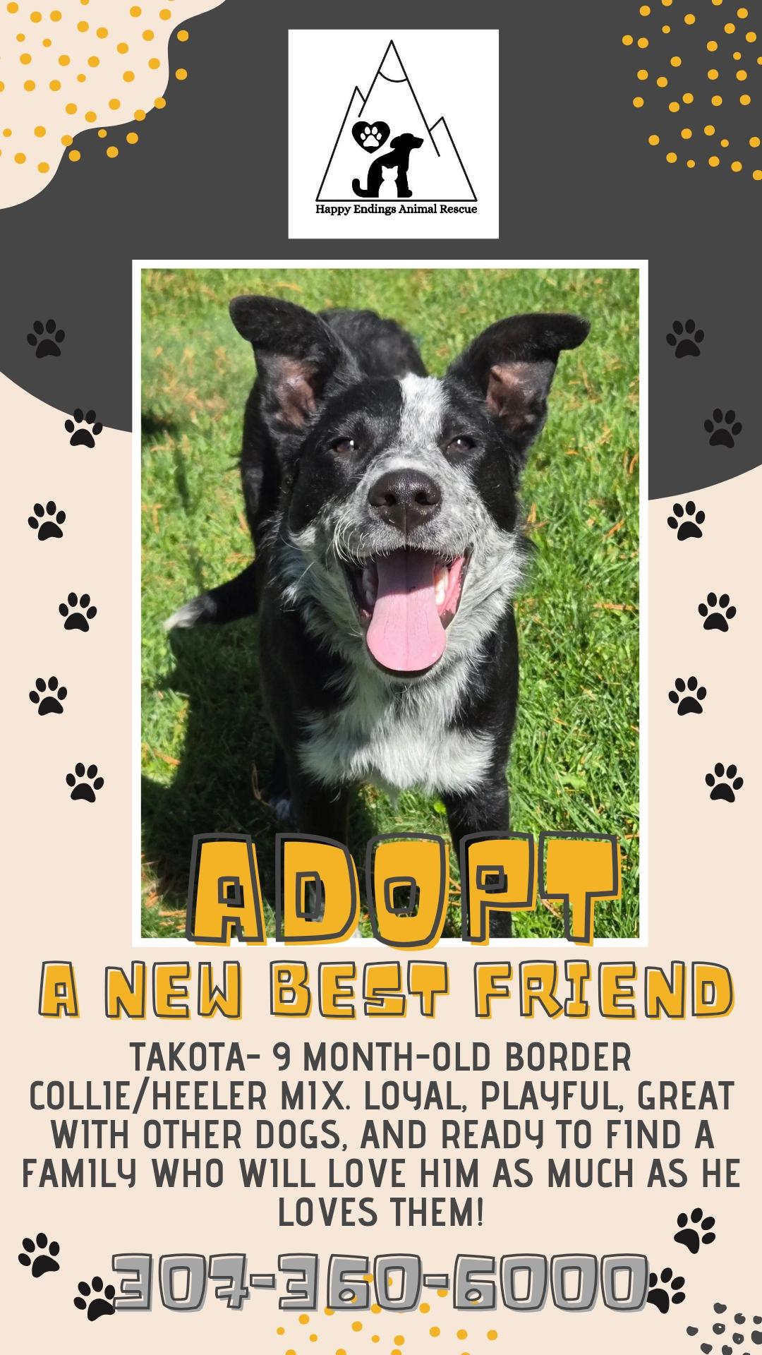 Takota, adoptable, Puppy Male Border Collie & Australian Cattle Dog / Blue Heeler.