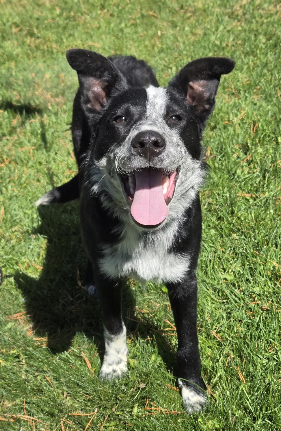Takota, an adoptable Border Collie, Australian Cattle Dog / Blue Heeler in Pinedale, WY, 82941 | Photo Image 1