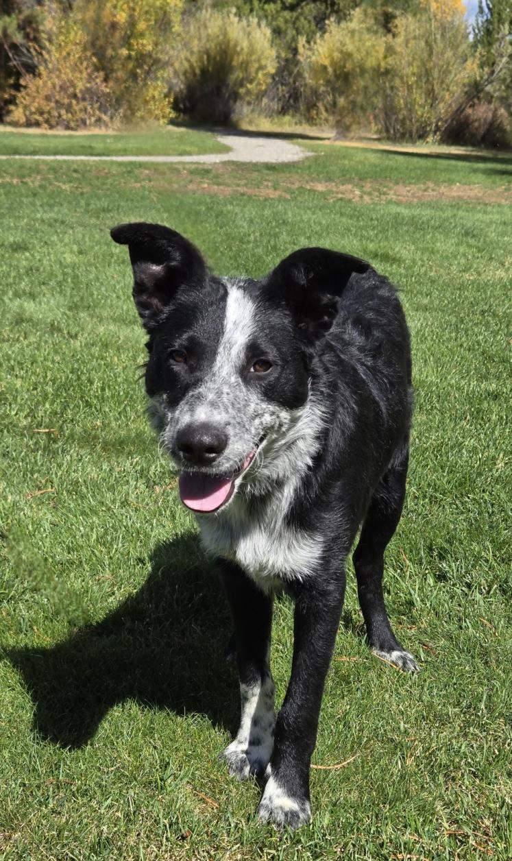 Takota, an adoptable Border Collie, Australian Cattle Dog / Blue Heeler in Pinedale, WY, 82941 | Photo Image 3