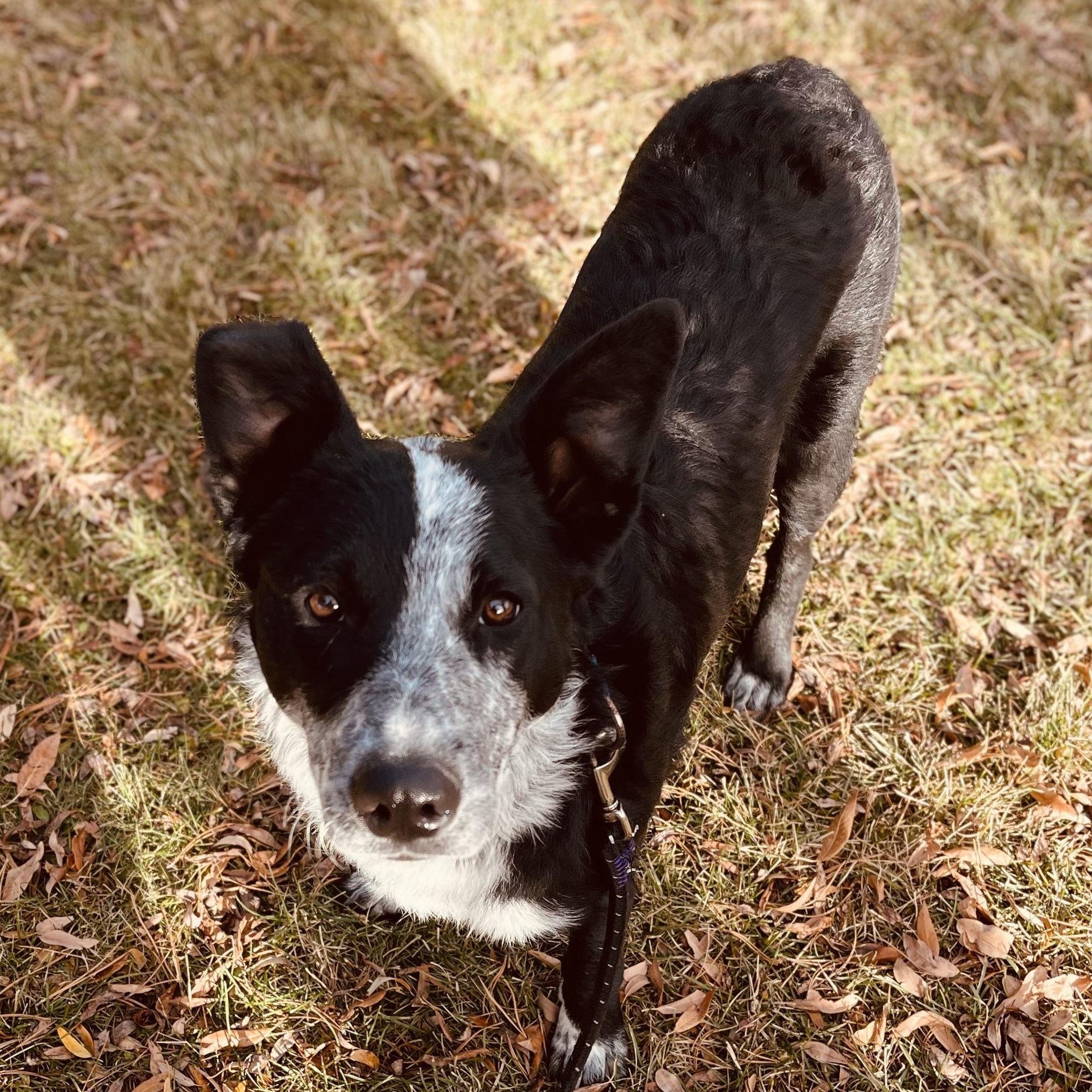 Enlarge Takota, an adoptable mixed breed in Pinedale, WY image 6/6