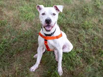 Bella, Adoptable, Adult Female Pit Bull Terrier & Mixed Breed.