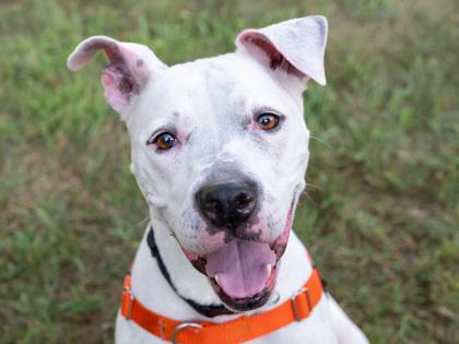 Bella, a Adoptable mixed breed in Coon Rapids, MN image 2/3