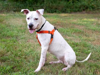 Bella, a Adoptable mixed breed in Coon Rapids, MN image 3/3