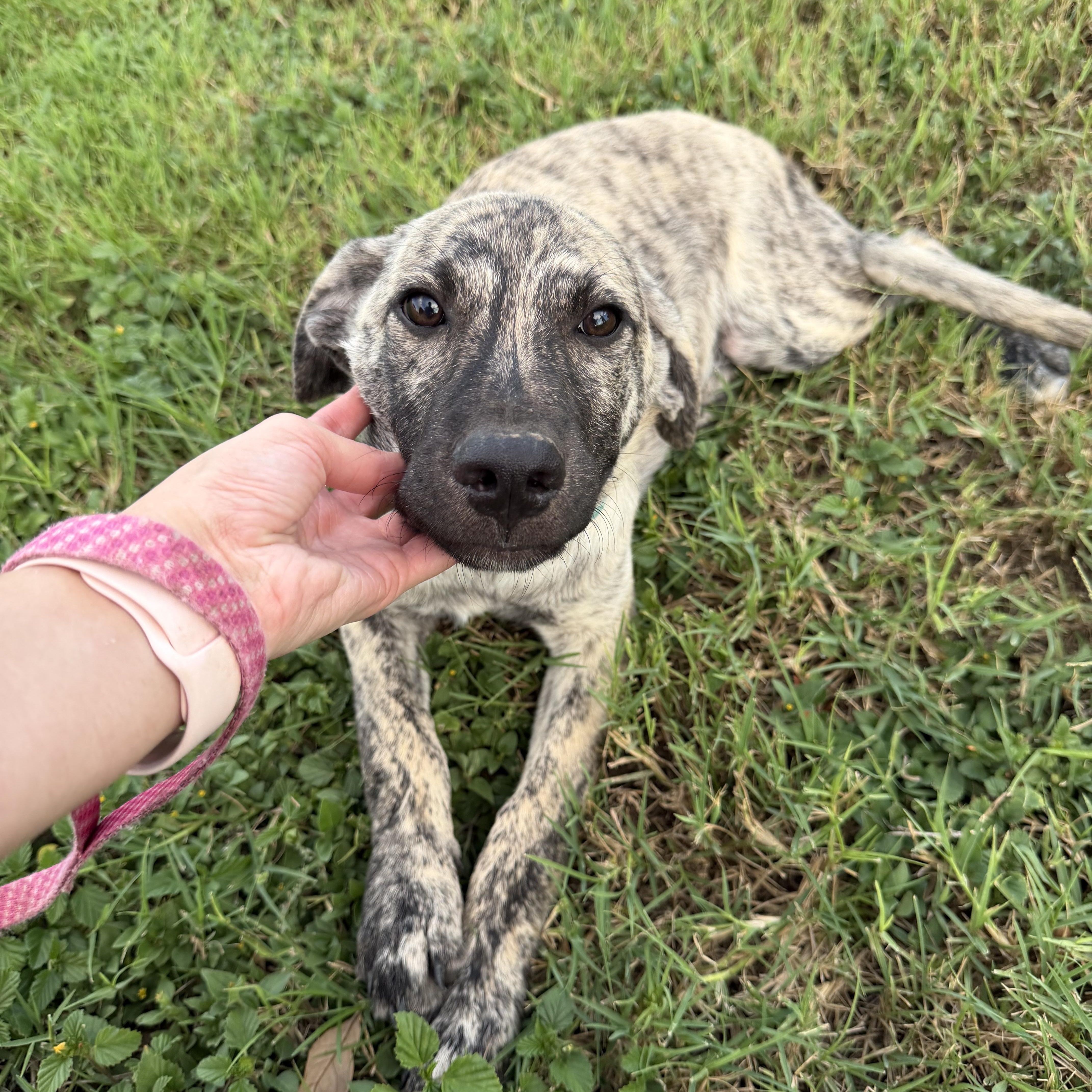 Enlarge Kodi, a Adoptable mixed breed in Scarsdale, NY image 3/4