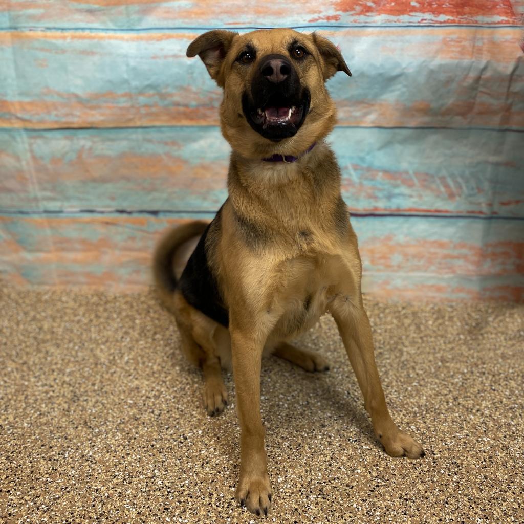 Tina, Adoptable, Adult Female German Shepherd Dog.