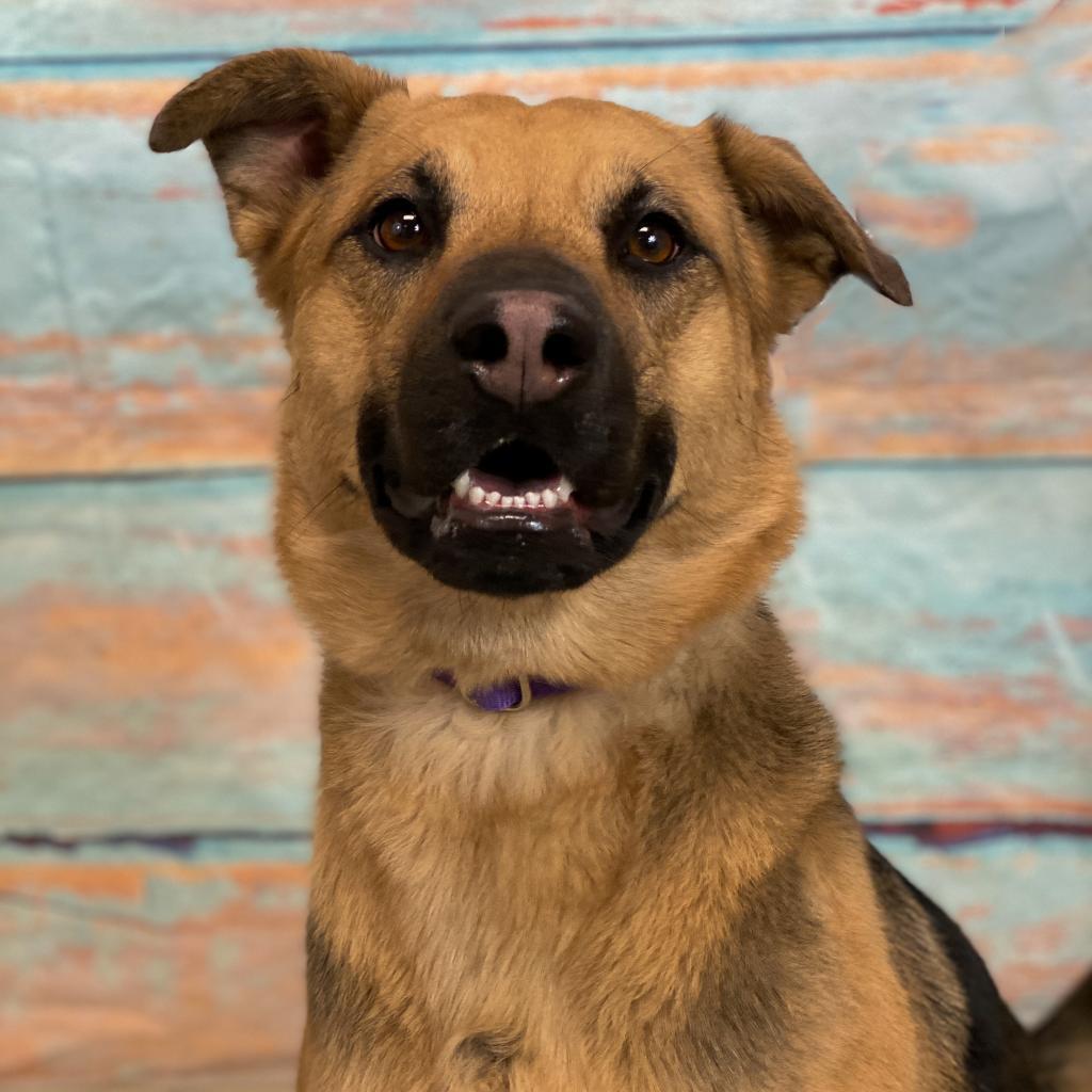 Enlarge Tina, a Adoptable German Shepherd Dog in Cheyenne, WY image 2/3