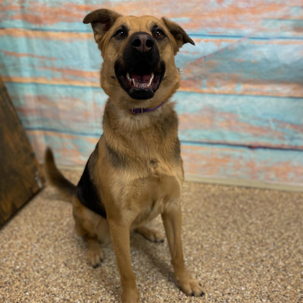 Enlarge Tina, a Adoptable German Shepherd Dog in Cheyenne, WY image 3/3