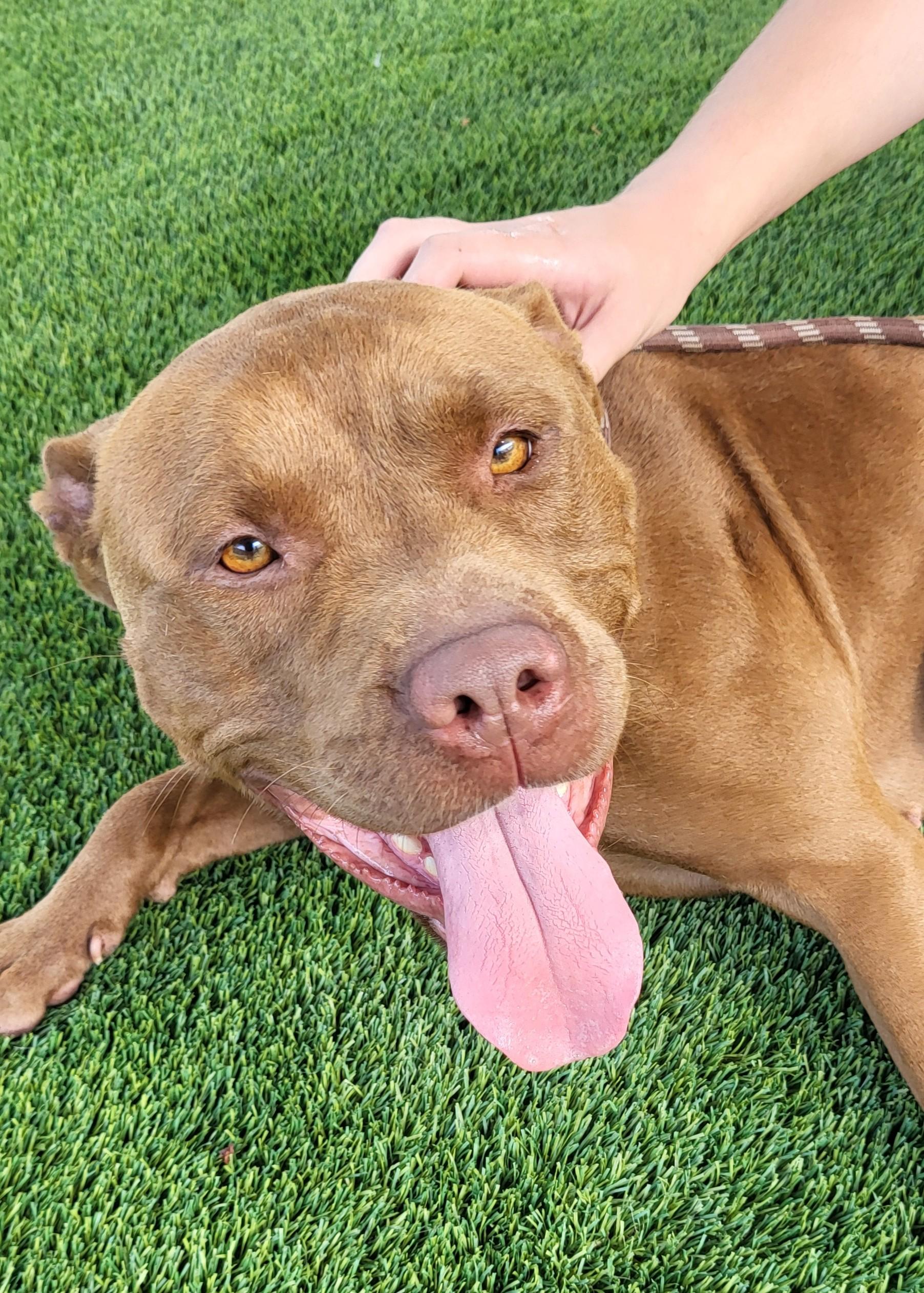 Dog for adoption - 25-0361 "Crybaby", a Pit Bull Terrier Mix in ...