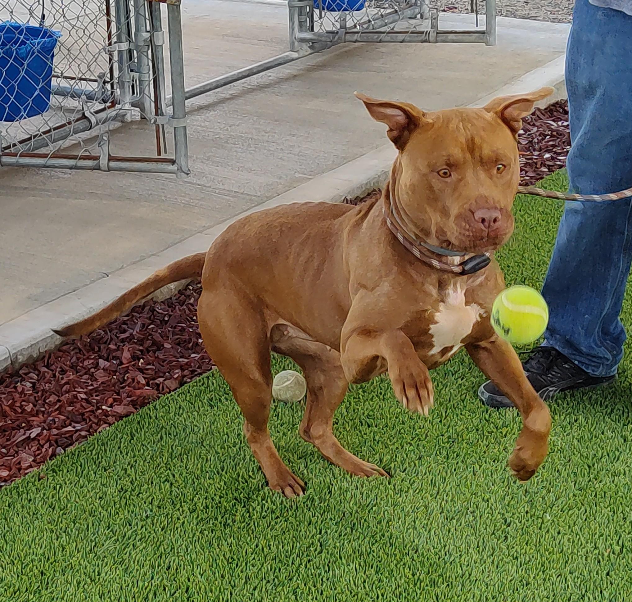 Dog for adoption - 25-0361 "Crybaby", a Pit Bull Terrier Mix in ...