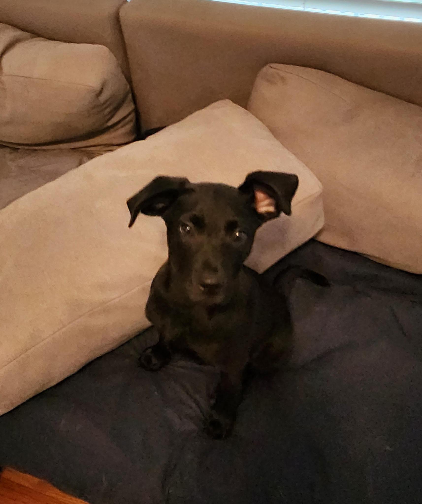 Timber, adopted, Puppy Male Labrador Retriever & Pug.