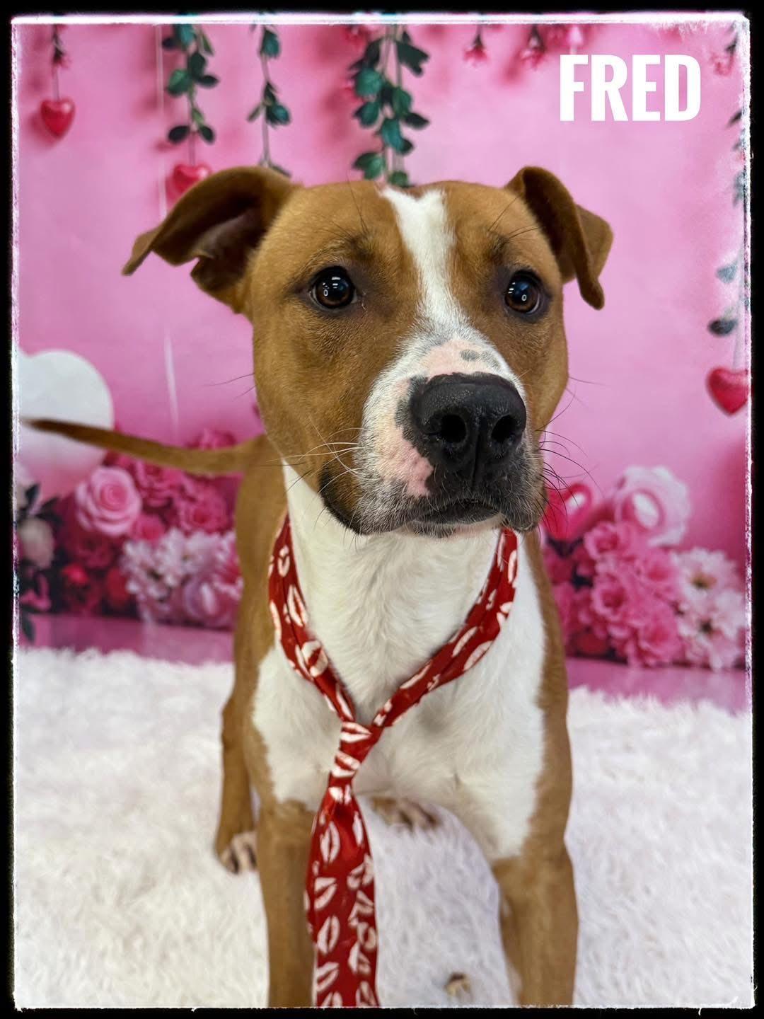 Fred, ADOPTABLE, Adult Male Mixed Breed.