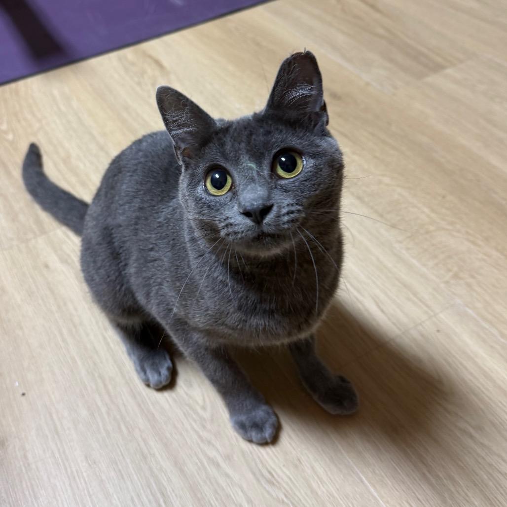 Gigi, adopted, Young Female Russian Blue & Domestic Short Hair.