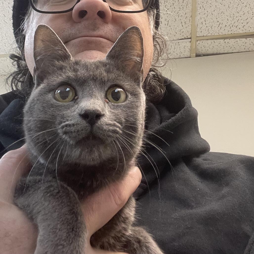 Enlarge Gigi, a ADOPTABLE mixed breed in Houston, TX image 3/3