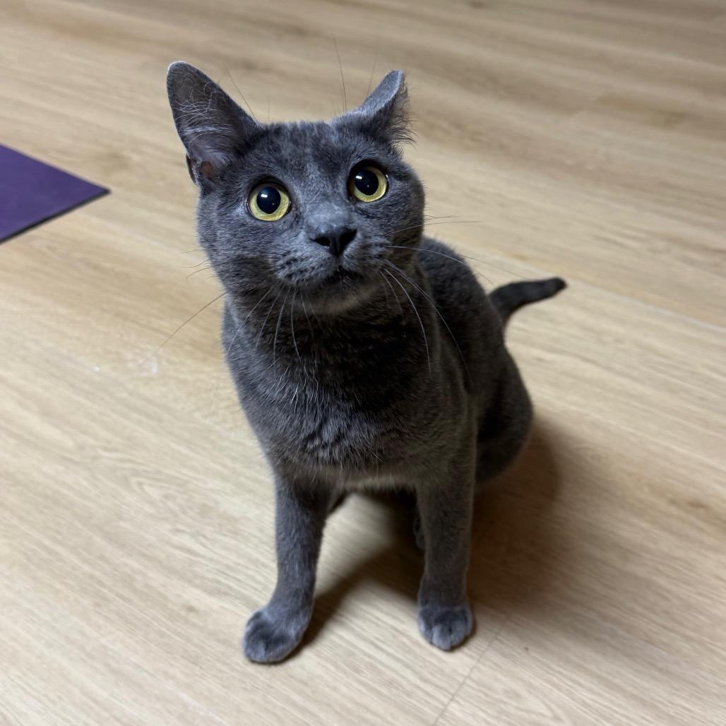 Enlarge Gigi, a ADOPTABLE mixed breed in Houston, TX image 2/3