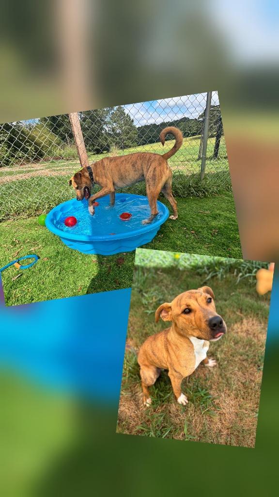 Jingle, Adoptable, Adult Male Terrier & Mixed Breed.