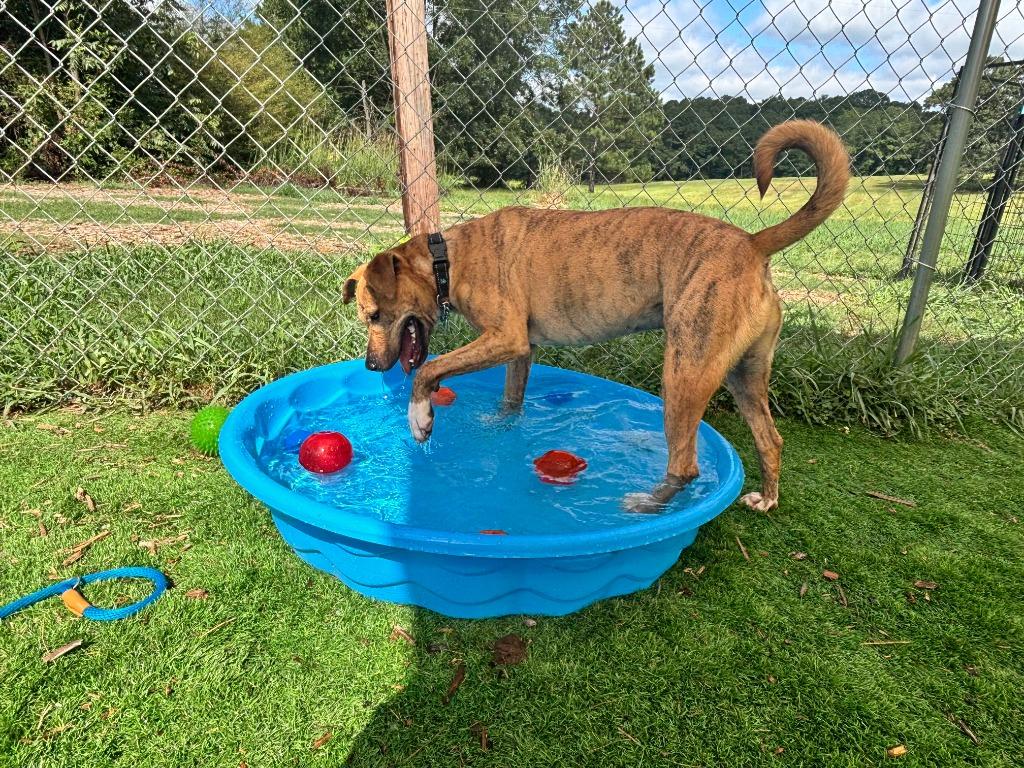 Jingle, Adoptable, Adult Male Terrier & Mixed Breed.