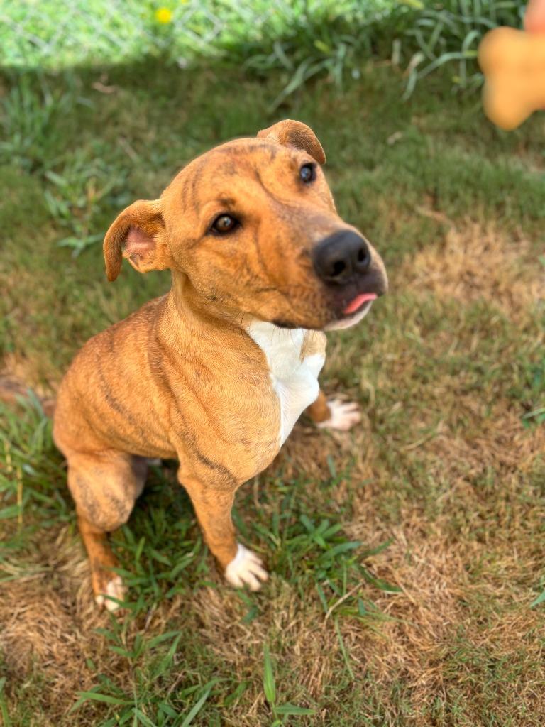 Enlarge Jingle, a Adoptable mixed breed in Madison, GA image 3/6