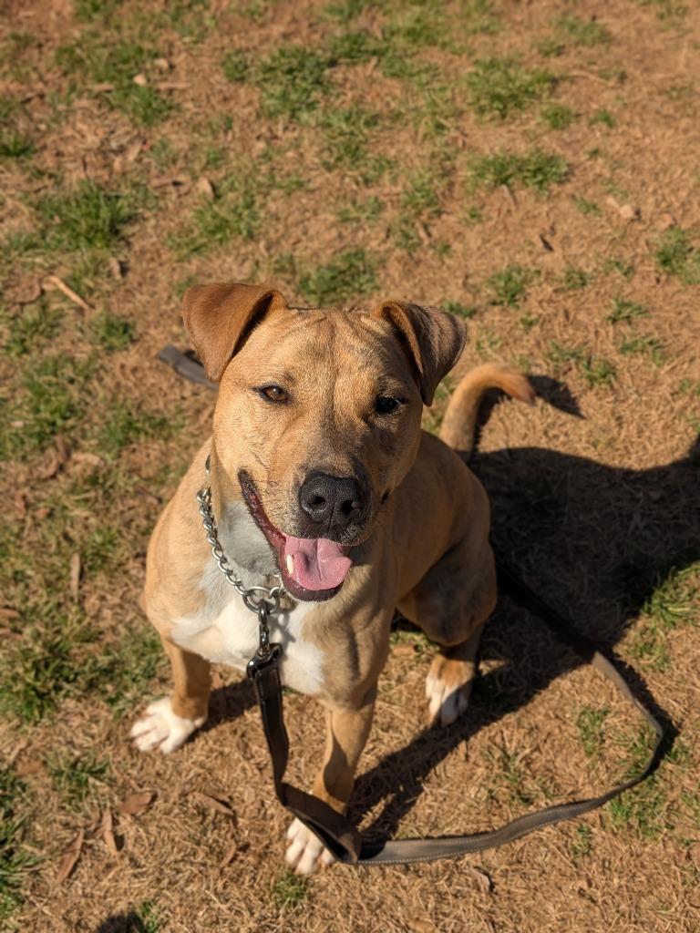 Jingle, Adoptable, Young Male Terrier & Mixed Breed.