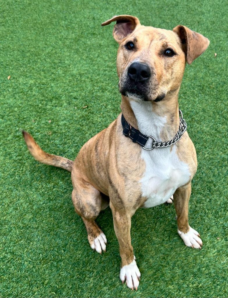 Jingle, a Adoptable mixed breed in Madison, GA image 3/5