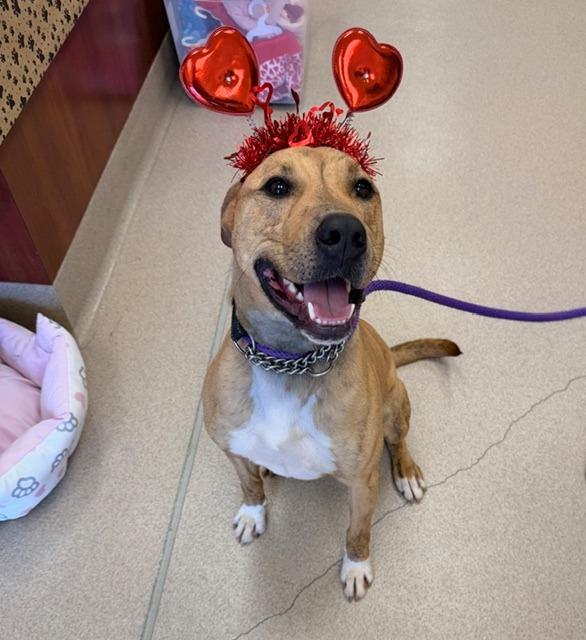 Enlarge Jingle, a Adoptable mixed breed in Madison, GA image 3/6