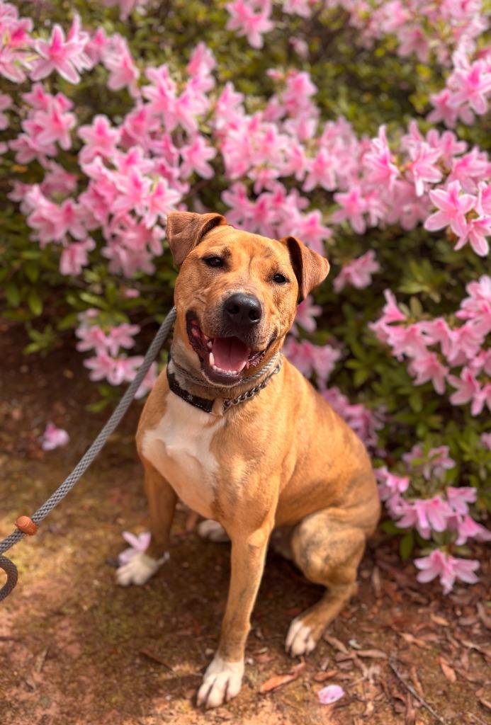 Jingle, Adoptable, Young Male Pit Bull Terrier & American Staffordshire Terrier.
